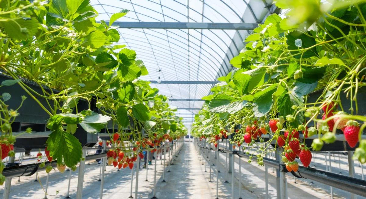 Growing Strawberries.jpg