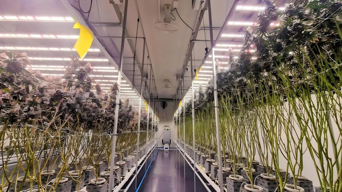 foldable led grow lights foldable led grow lights