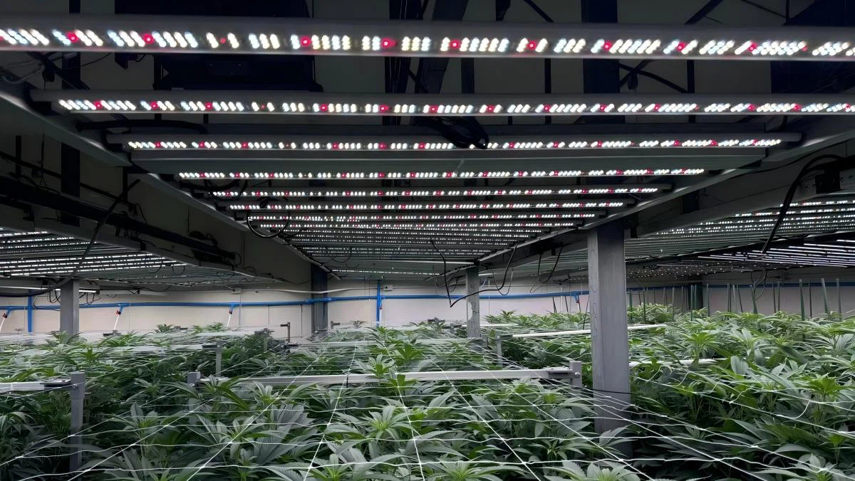 full spectrum grow lights full spectrum grow lights