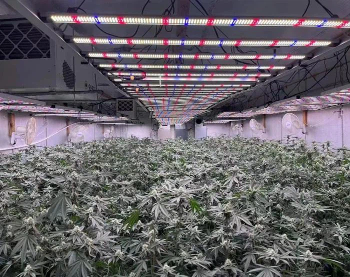 LED Grow lights LED Grow lights