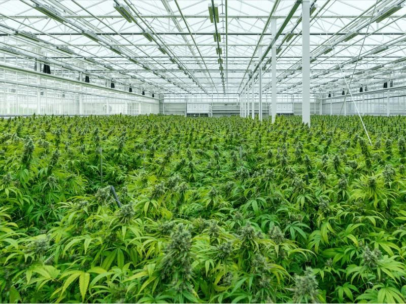 cannabis cultivation cannabis cultivation