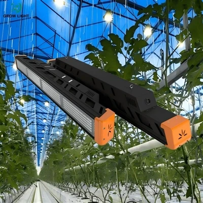 כיצד להכפיל באופן עקבי תוכן CBD בחממה-בגידול קנבוס תעשייתי?