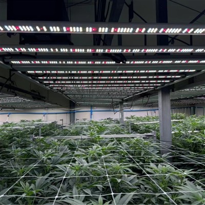 כיצד הספקטרום של נורות LED לצמחים משפיע על תפוקת היבול?