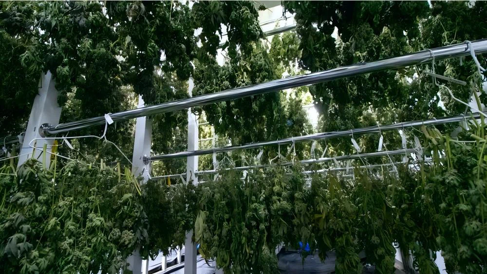 cannabis flowers cannabis flowers