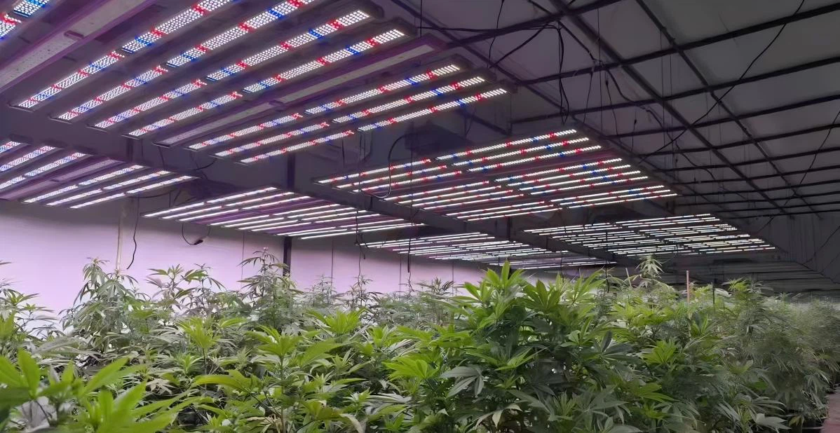 full spectrum grow lights full spectrum grow lights