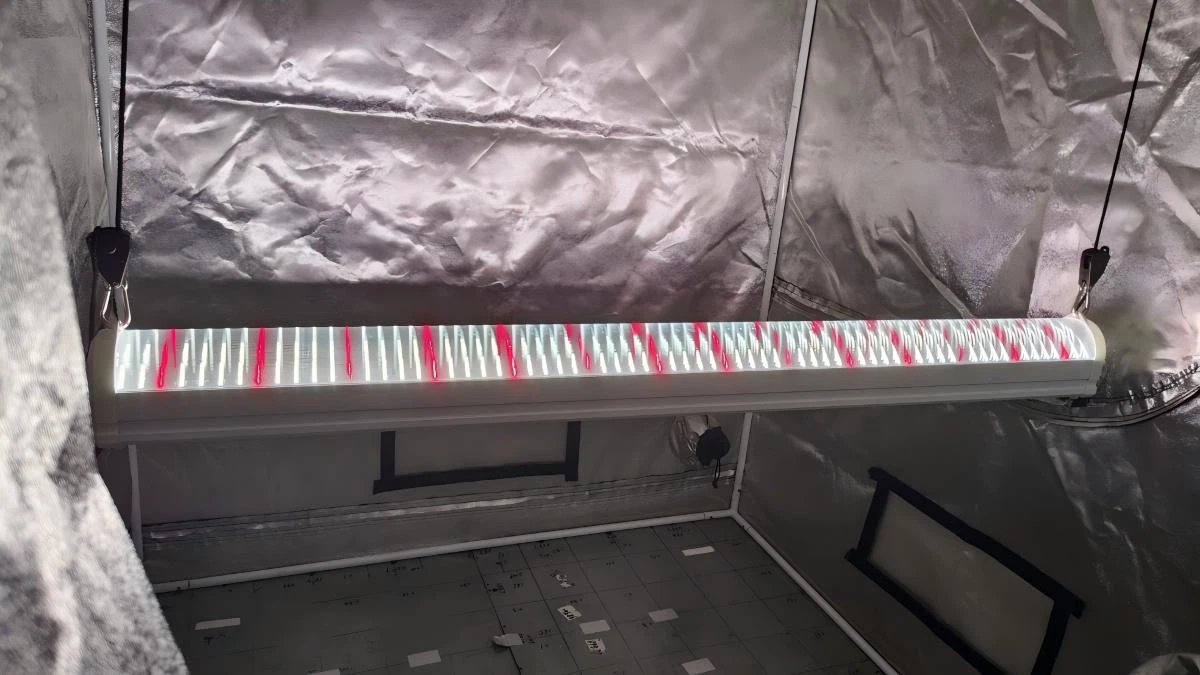 240℃under canopy LED grow light.jpg